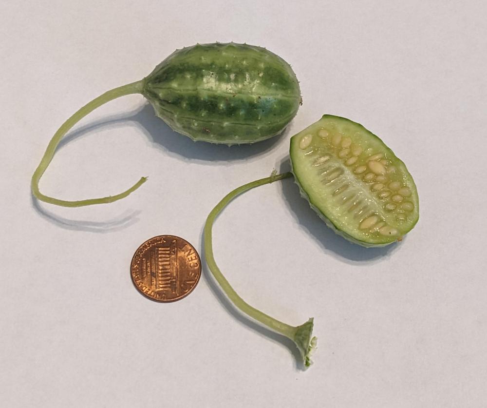 Photo of West Indian Gherkin (Cucumis anguria var. longaculeatus) uploaded by dave