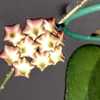 Hoya caudata Sumatra peduncle with buds.