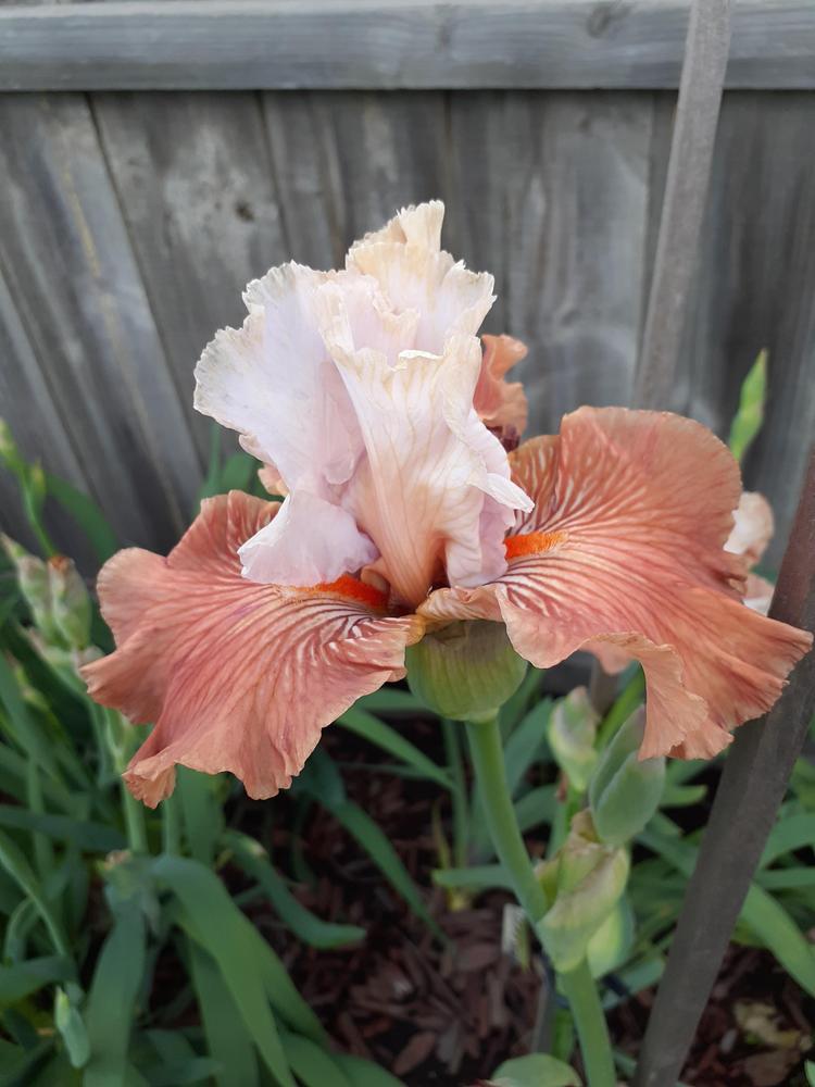 Photo of Tall Bearded Iris (Iris 'Mandarin Morning') uploaded by PaulaHocking