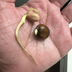 Location: Irvine, California, USA
Date: 10/14/22
Two turkish hazelnuts germinating after 45 days of cold stratific