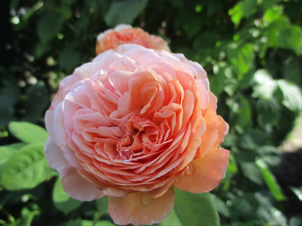 Photo of English Shrub Rose (Rosa 'Leander') uploaded by Versicolor