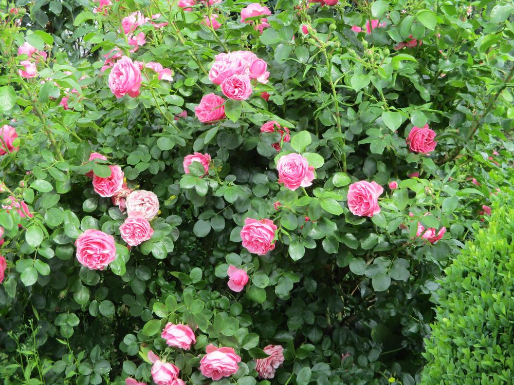 Photo of Rose (Rosa 'Leonardo da Vinci') uploaded by Versicolor