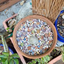 Location: At home - San Joaquin County, CA
Date: 2022-10-10
3rd attempt to grow Lithops