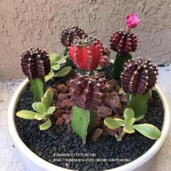 Location: My garden in Tampa, Florida
Date: 2022-10-16
My moon cactus mini garden.