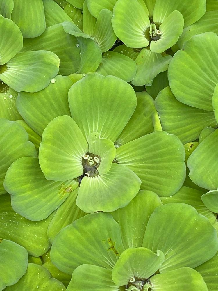 Photo of Water Lettuce (Pistia stratiotes) uploaded by SL_gardener