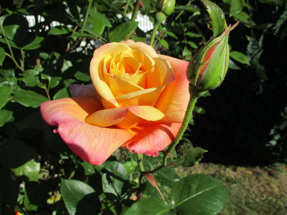 Photo of Rose (Rosa 'Sutter's Gold') uploaded by Versicolor