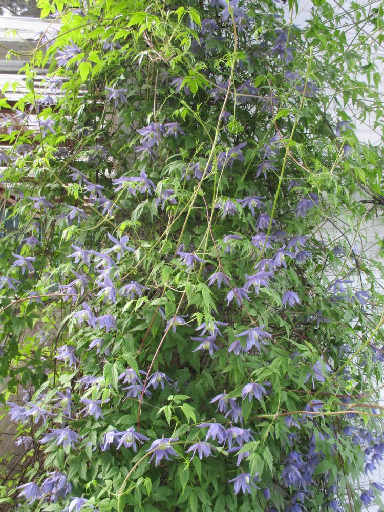 Photo of Clematis (Clematis alpina) uploaded by Versicolor