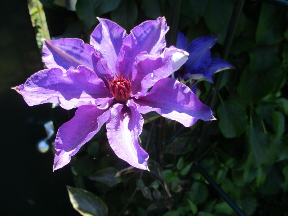 Photo of Clematis 'The President' uploaded by Versicolor