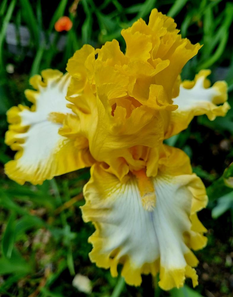 Photo of Tall Bearded Iris (Iris 'Bequest') uploaded by gwhizz