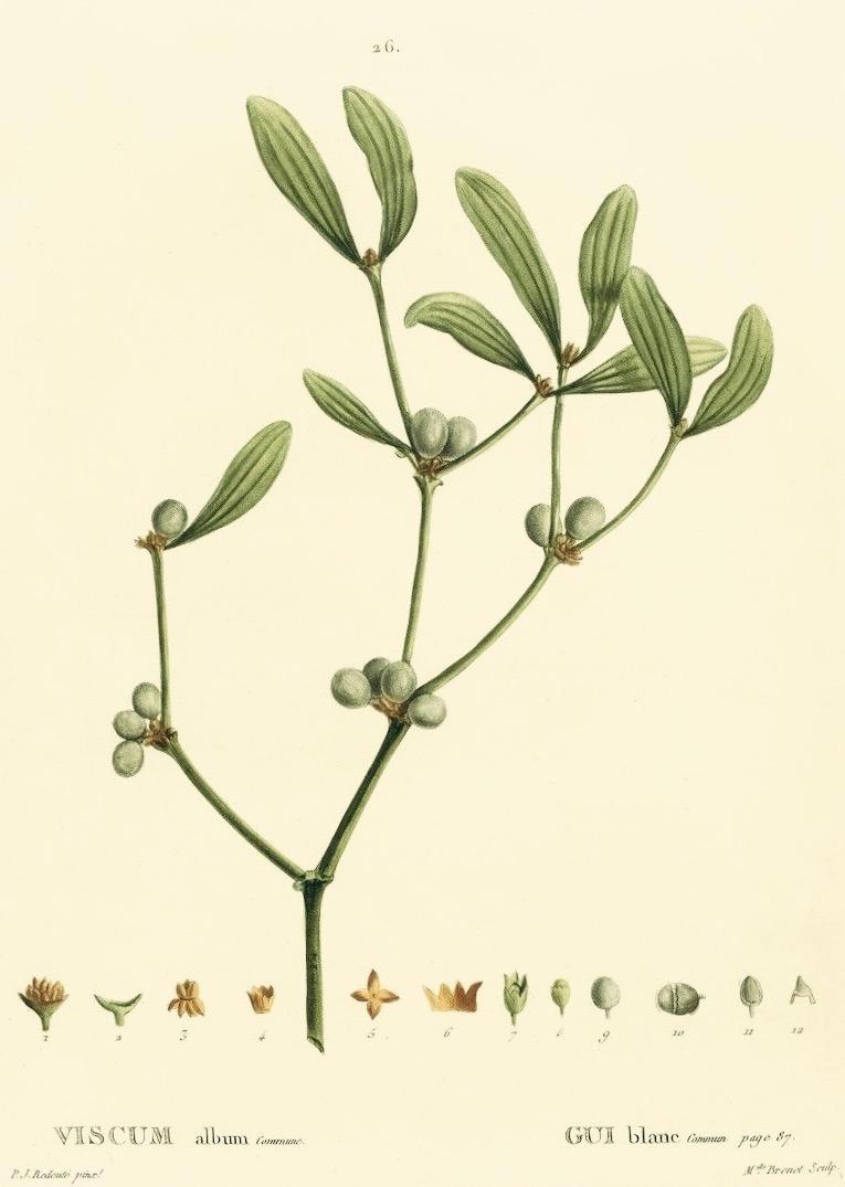 Photo of European Mistletoe (Viscum album) uploaded by scvirginia