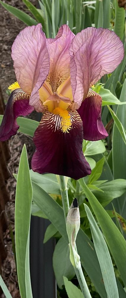 Photo of Tall Bearded Iris (Iris 'Indian Chief') uploaded by AuntyBiffy