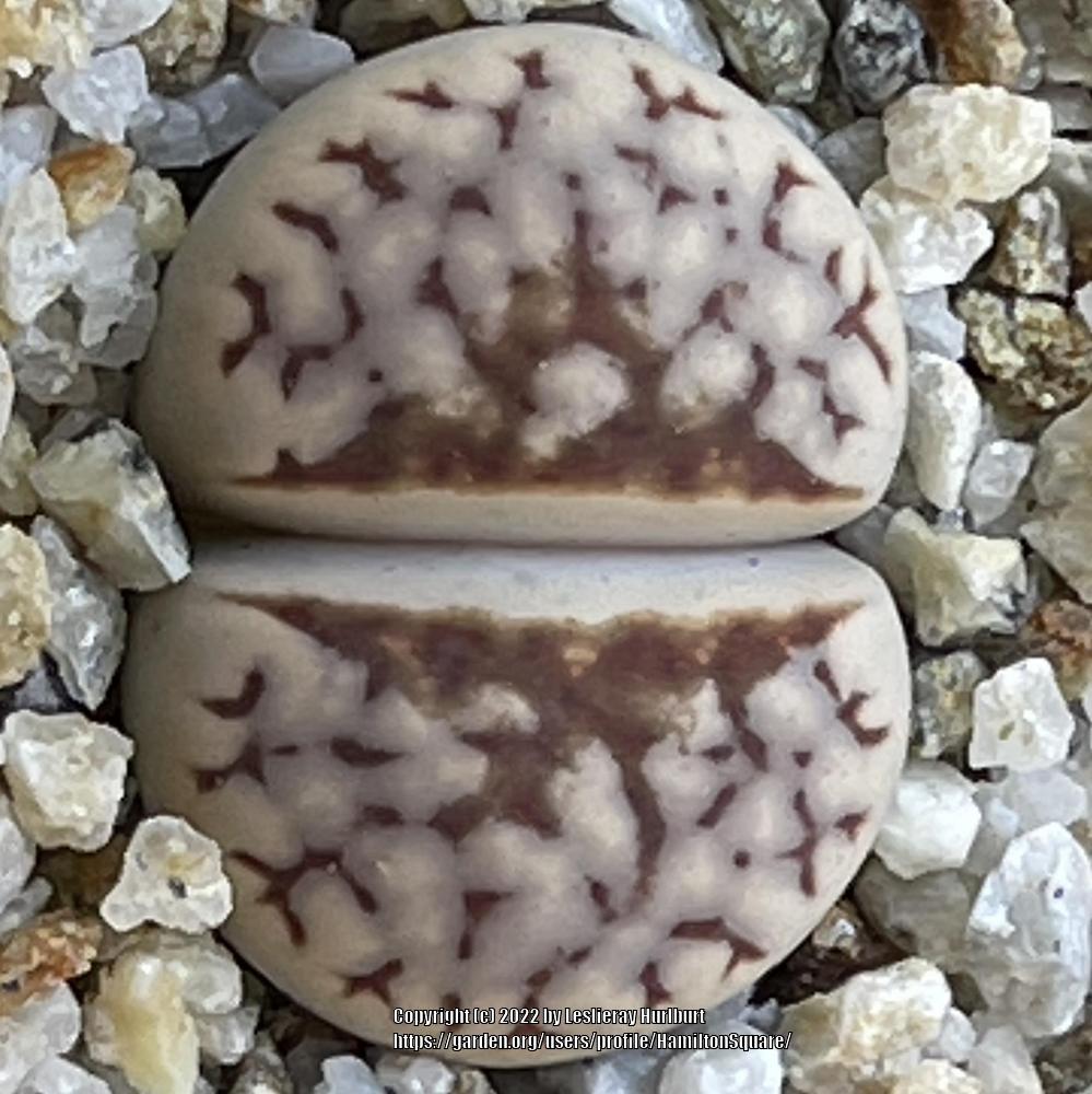 Photo of Living Stones (Lithops) uploaded by HamiltonSquare