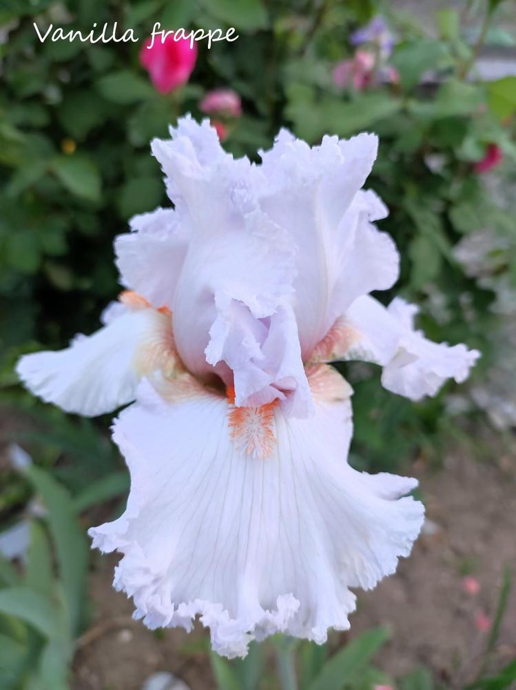 Photo of Tall Bearded Iris (Iris 'Vanilla Frappé') uploaded by JozicaPL