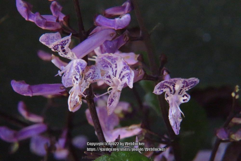 Photo of Spur Flower (Plectranthus Mona Lavender) uploaded by WebTucker