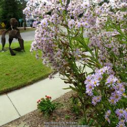 Location: Southern Pines, NC (Bell Ave.)
Date: October 16, 2022
Tatarian Aster #118 nn; LHB p. 1010, 194-54-14, "Name Greek from 
