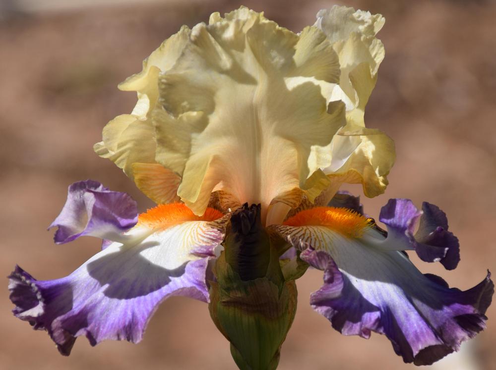 Photo of Tall Bearded Iris (Iris 'Wings at Dawn') uploaded by ratchet
