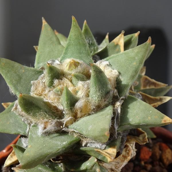 Photo of Living Rock Cactus (Ariocarpus retusus) uploaded by Orsola