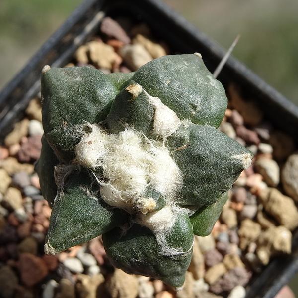 Photo of Living Rock Cactus (Ariocarpus retusus) uploaded by Orsola