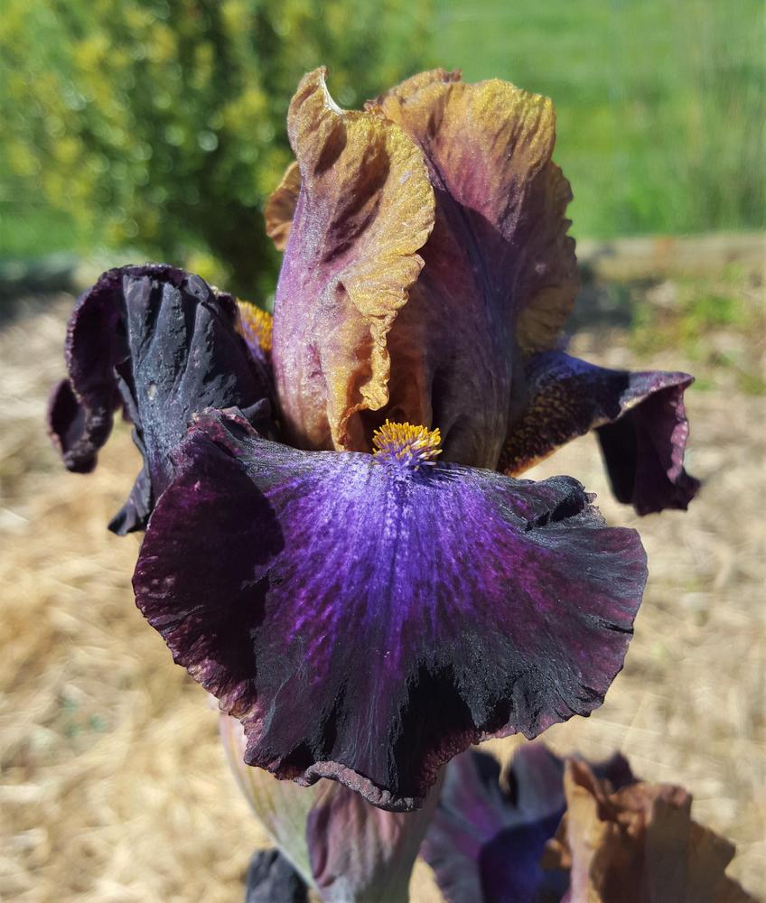 Photo of Intermediate Bearded Iris (Iris 'Parting Glances') uploaded by LolaTasmania