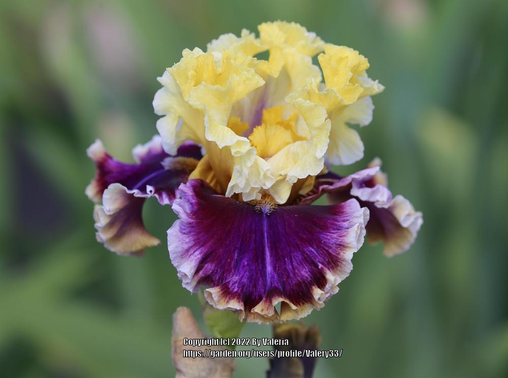 Photo of Tall Bearded Iris (Iris 'Carnival Capers') uploaded by Valery33
