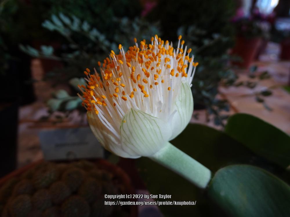 Photo of Royal Paint Brush (Haemanthus albiflos) uploaded by kniphofia