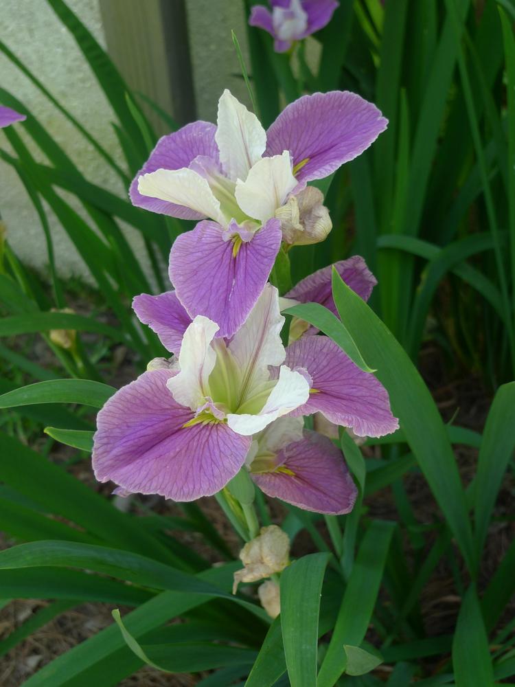 Photo of Louisiana Iris (Iris 'Colorific') uploaded by DeweyRooter