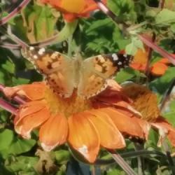 Location: May home
Date: 10/21/22 9:00am
I love the butterflies and other pollinators, honey bees, bumble 