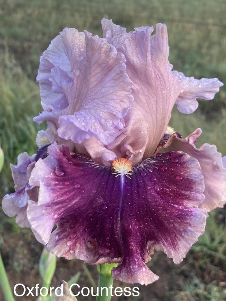 Photo of Tall Bearded Iris (Iris 'Oxford Countess') uploaded by TullyveaIrisFarm