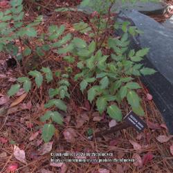 Location: Sandhills Horticultural Gardens Southern Pines, NC (Hackley woodland garden)
Date: October 21, 2022
Mahonia #124 nn; LHB p.411, 72-3-4, "From Bernard M'Mahon, 18th c