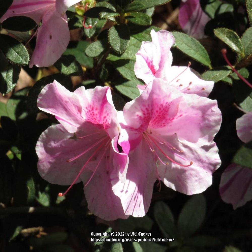 Photo of Azalea (Rhododendron Encore® Autumn Twist™) uploaded by WebTucker