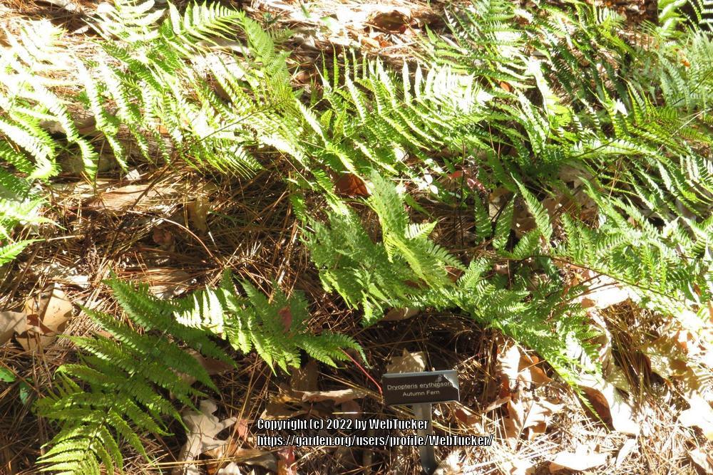 Photo of Autumn Shield Fern (Dryopteris erythrosora) uploaded by WebTucker