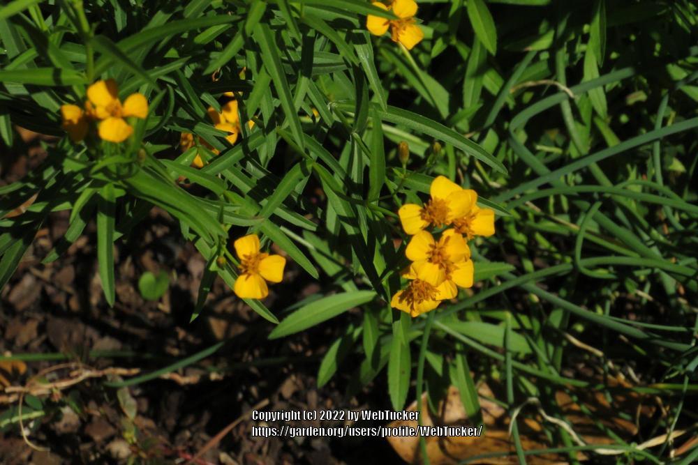 Photo of Mexican Mint Marigold (Tagetes lucida) uploaded by WebTucker