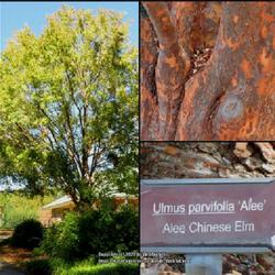 Location: Sandhills Horticultural Gardens Southern Pines, NC
Date: October 21, 2022
Chinese Elm #127 nn; LHB pa. 334, 51-1-5, "Ancient Latin name of 