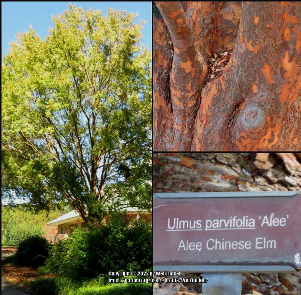 Photo of Chinese Elm (Ulmus parvifolia) uploaded by WebTucker