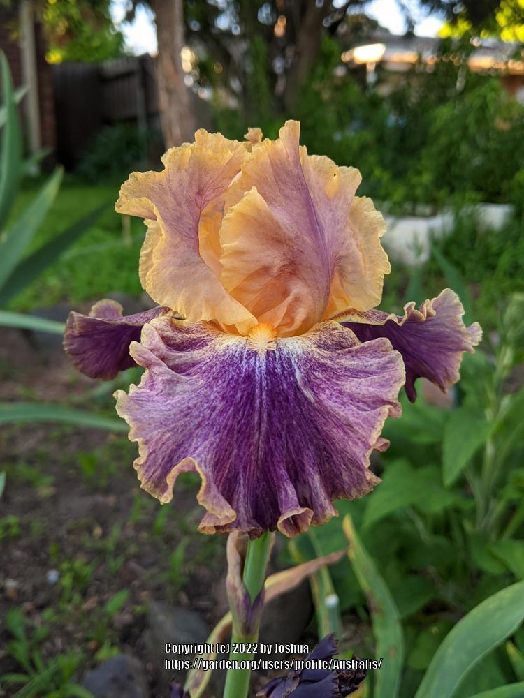Photo of Tall Bearded Iris (Iris 'Spendthrift') uploaded by Australis