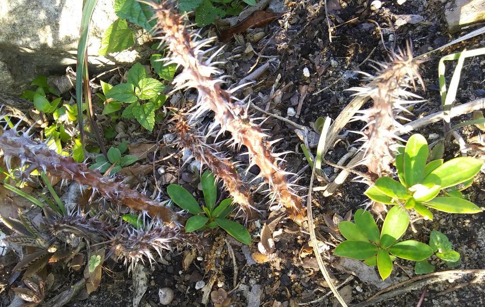 Photo of Crown of Thorns (Euphorbia milii) uploaded by purpleinopp