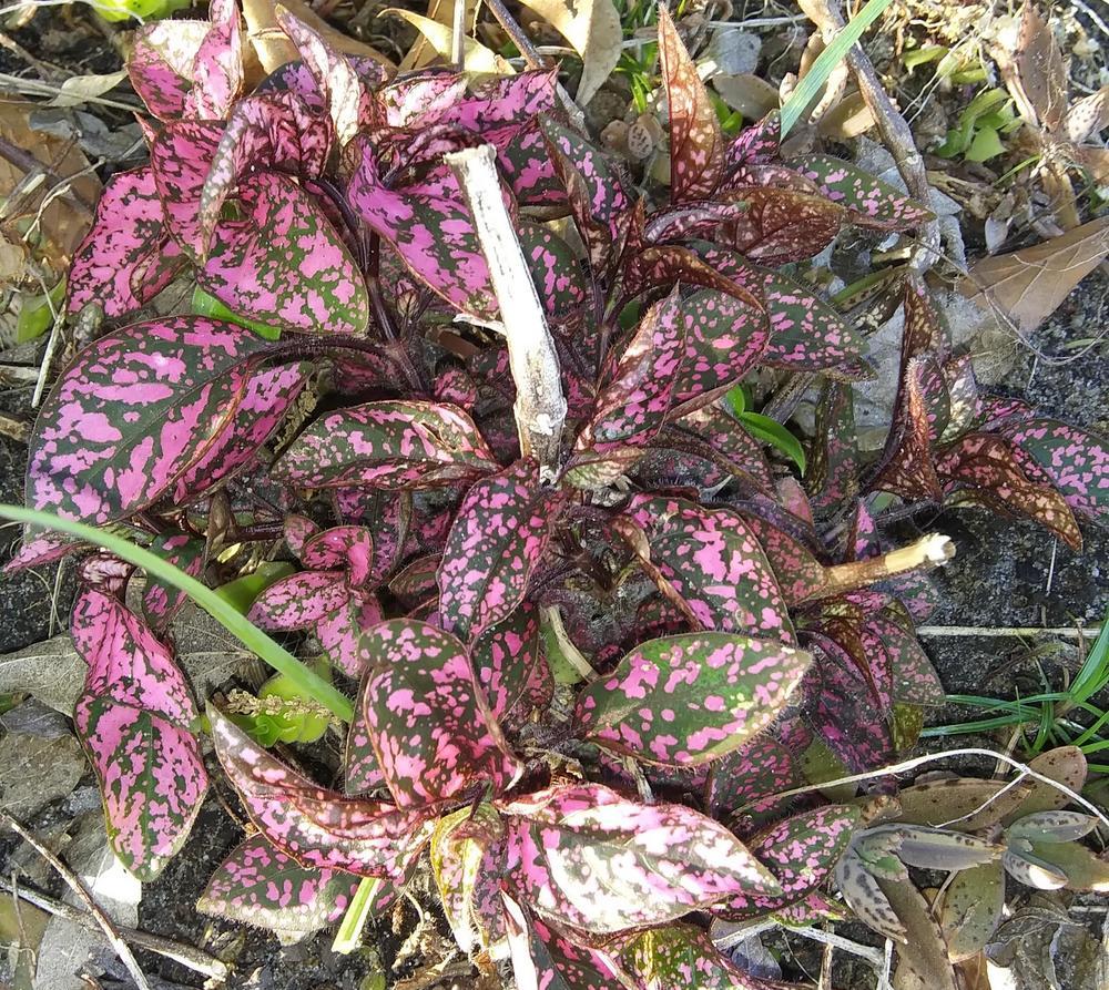 Photo of Polka-Dot Plant (Hypoestes phyllostachya Splash Select™ Red) uploaded by purpleinopp