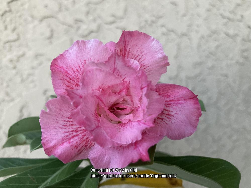 Photo of Desert Rose (Adenium 'Pink Diamond') uploaded by GigiPlumeria