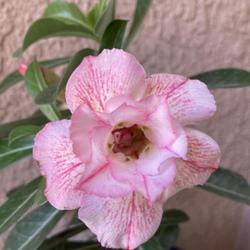 Location: My garden in Tampa, Florida
Date: 2022-10-24
My grafted desert rose.