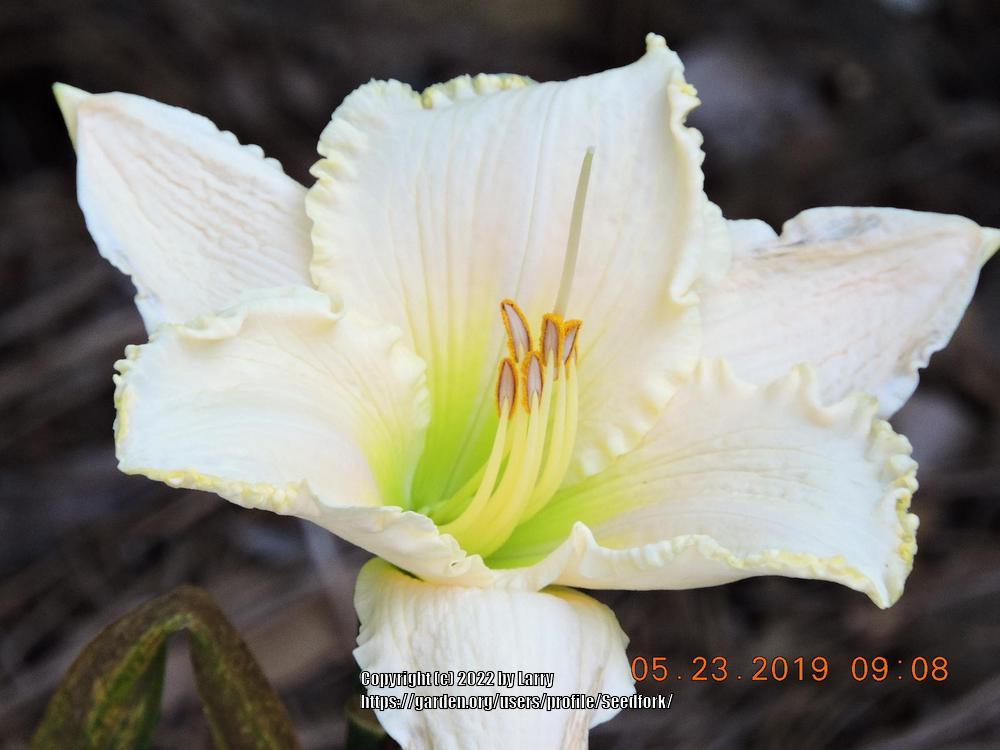 Photo of Daylily (Hemerocallis 'Great White') uploaded by Seedfork