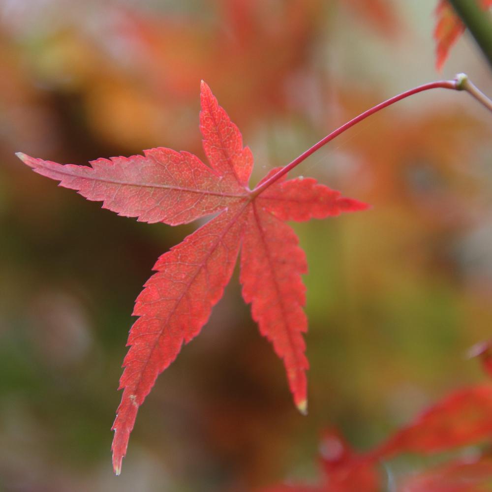 Photo of Japanese Maple (Acer palmatum) uploaded by LoriMT