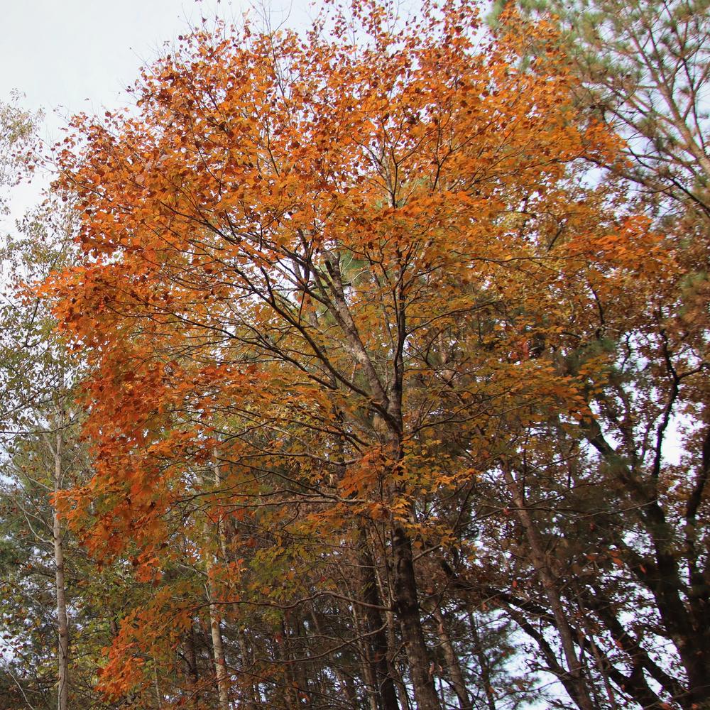 Photo of Red Maple (Acer rubrum) uploaded by LoriMT