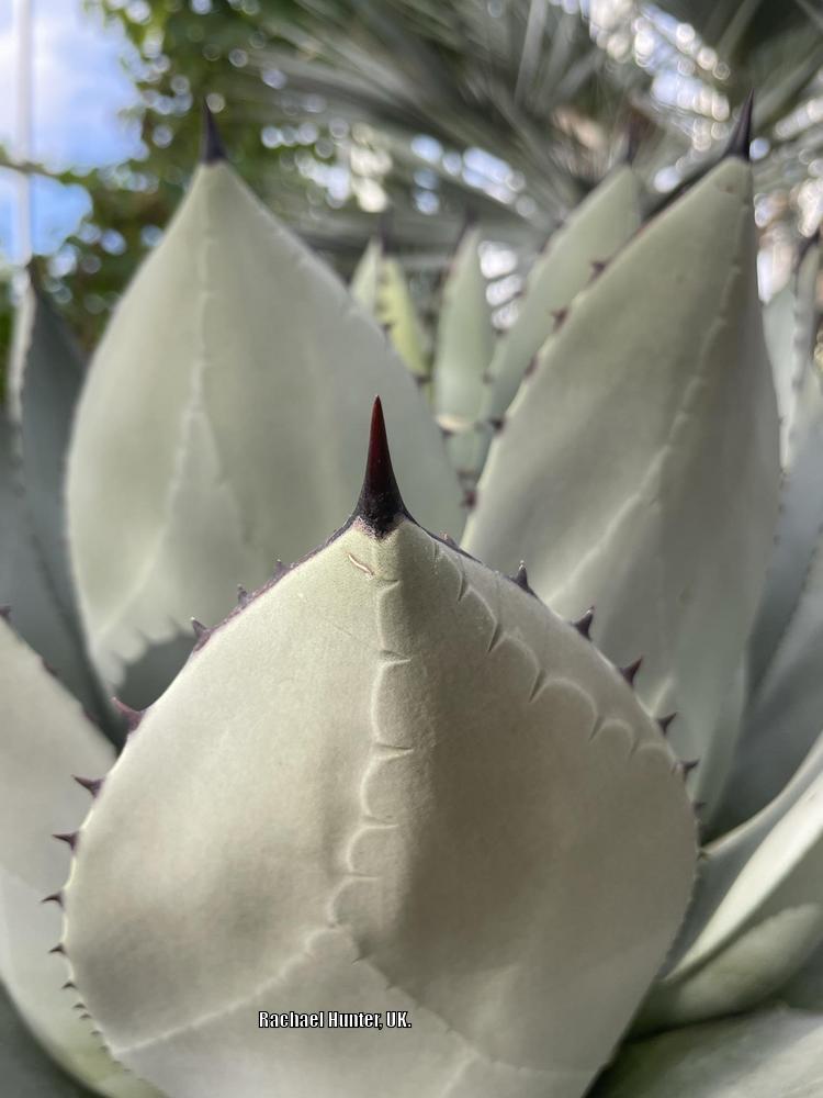 Photo of Parry's Agave (Agave parryi) uploaded by RachaelHunter