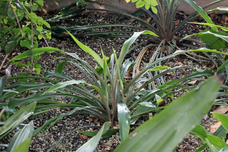 Photo of Spider Plant (Chlorophytum comosum) uploaded by RuuddeBlock