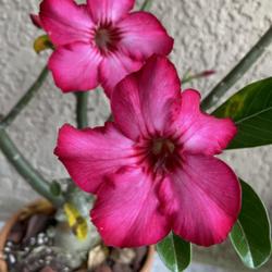 Location: My garden in Tampa, Florida
Date: 2022-10-27
Beautiful blooms of a seedgrown desert rose.