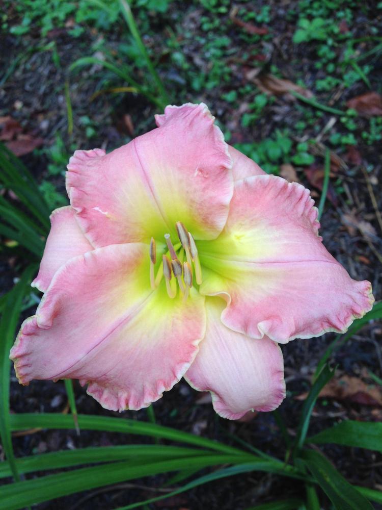 Photo of Daylily (Hemerocallis 'My Place or Yours') uploaded by hillbilly