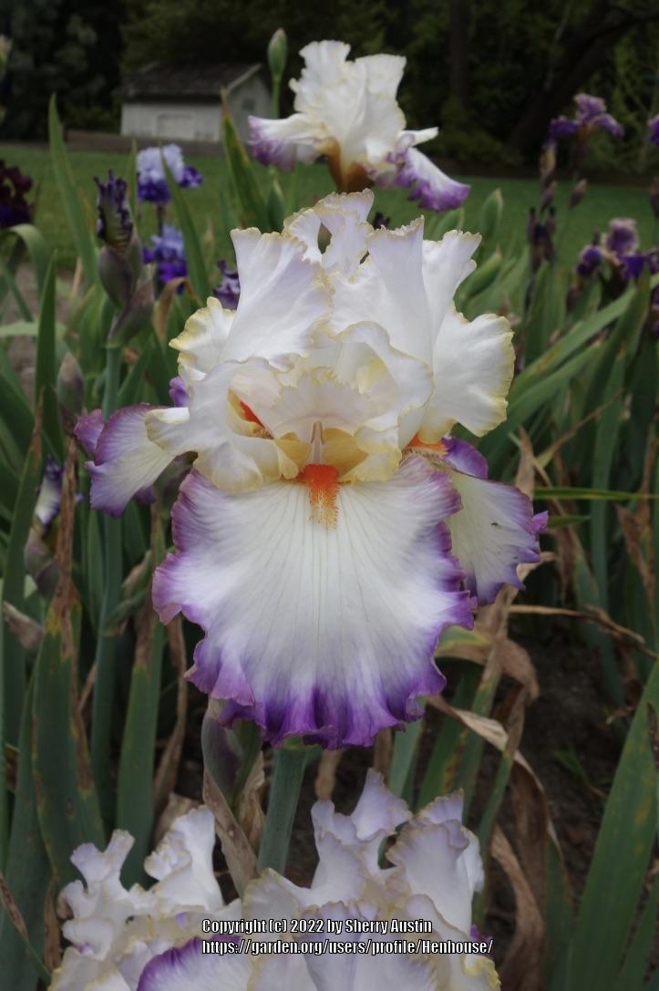Photo of Tall Bearded Iris (Iris 'In the Loop') uploaded by Henhouse