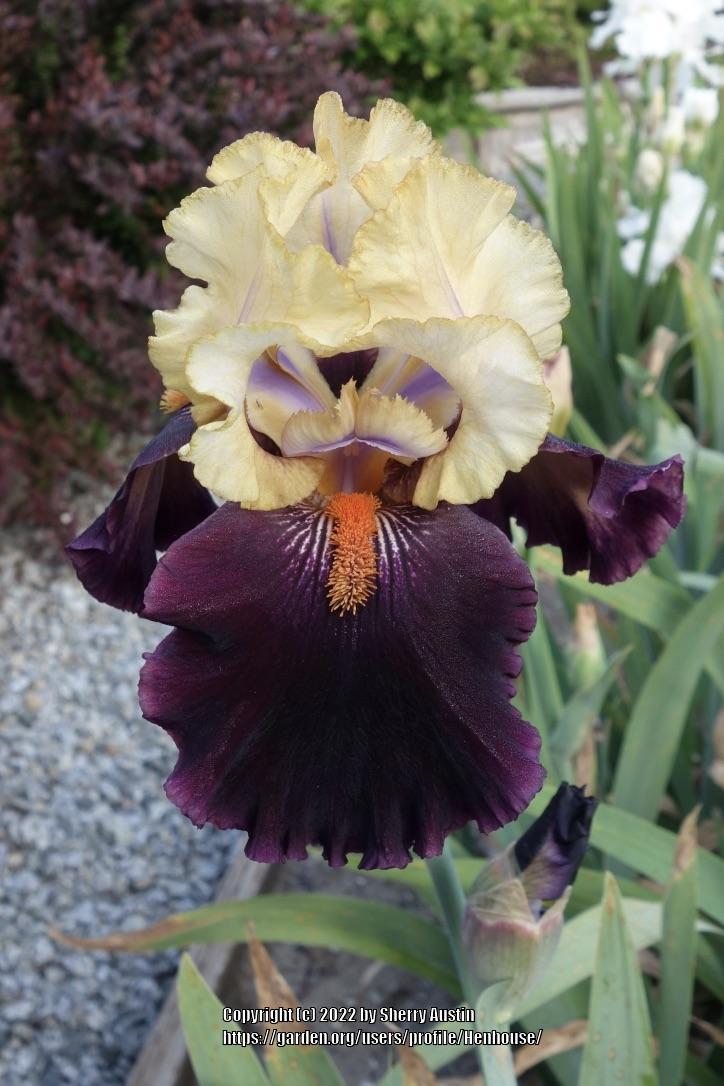 Photo of Tall Bearded Iris (Iris 'Secret Service') uploaded by Henhouse