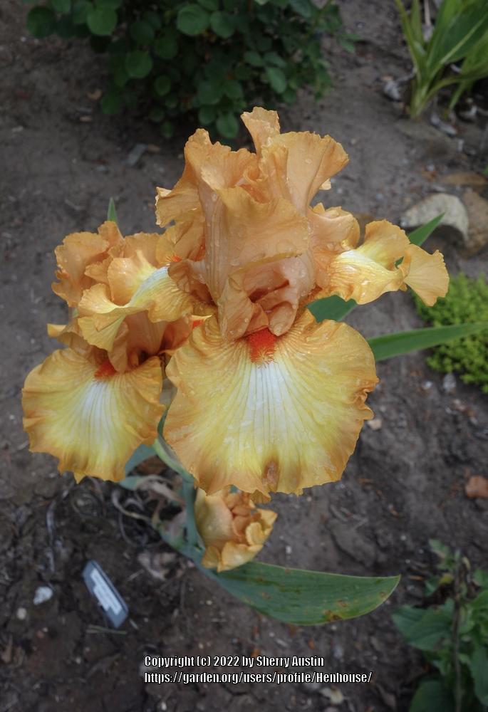 Photo of Tall Bearded Iris (Iris 'Great Balls of Fire') uploaded by Henhouse