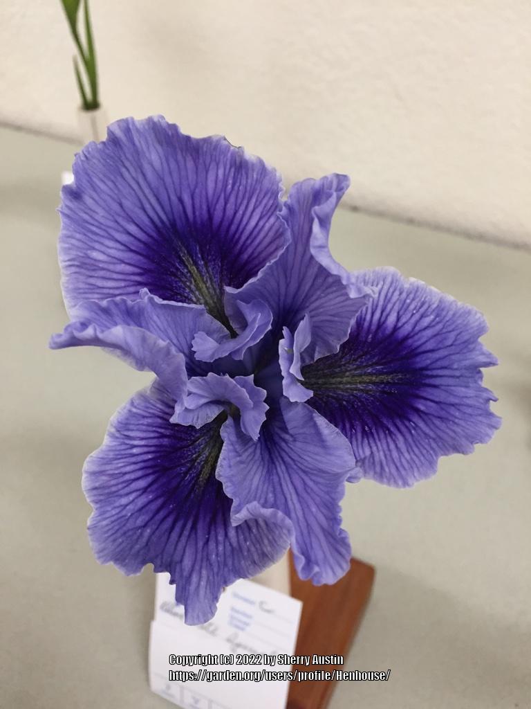 Photo of Pacific Coast Iris (Iris 'Blue Plate Special') uploaded by Henhouse